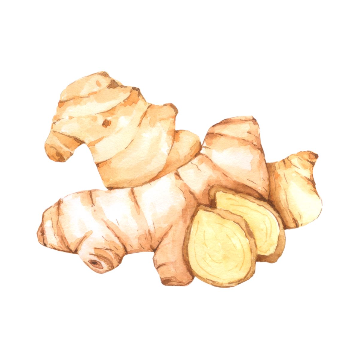 Illustration von Ingwer