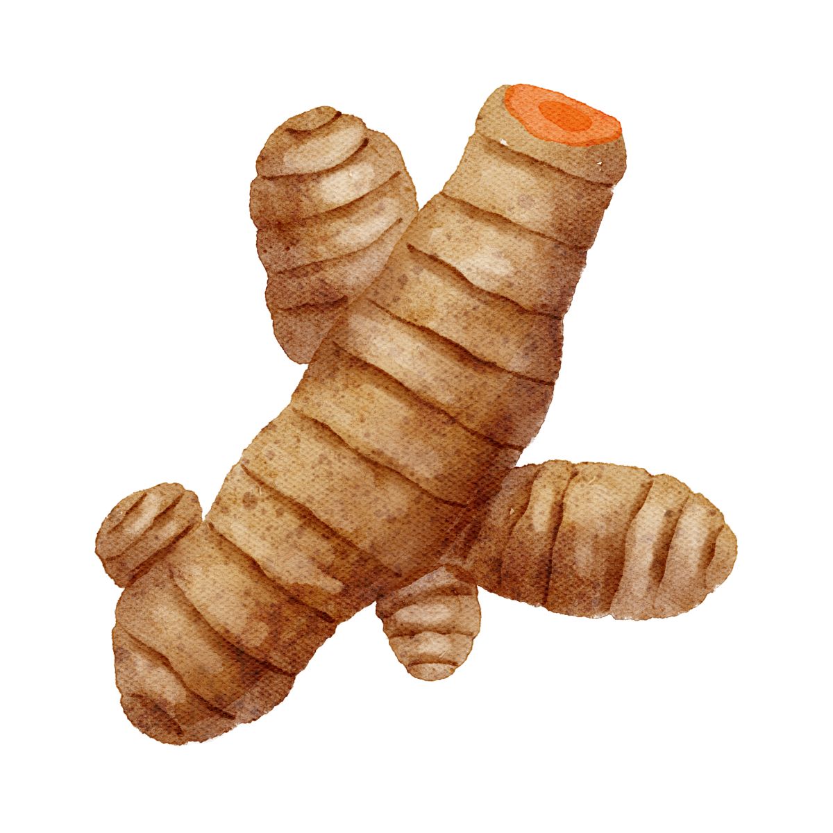 Illustration von Kurkuma