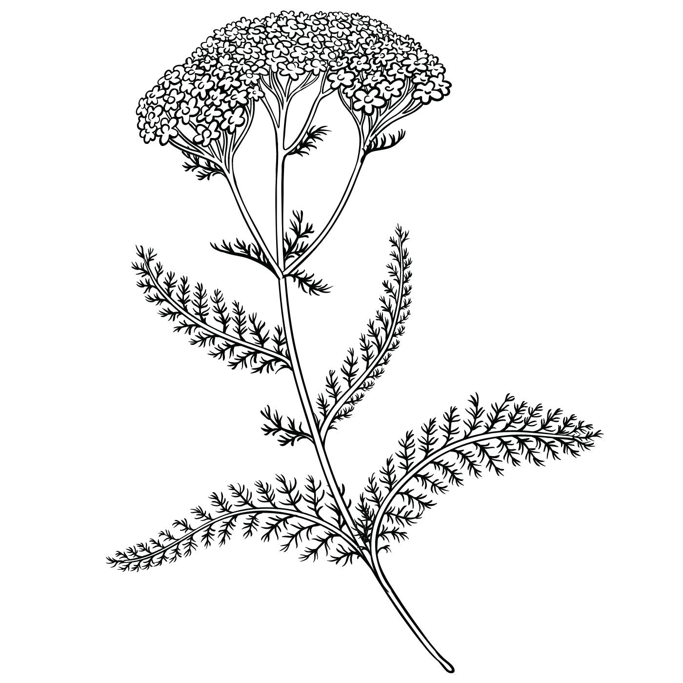 Illustration von Schafgarbe