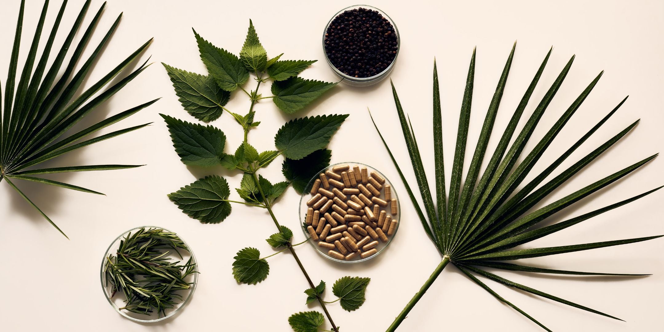 fenou beauty inhaltsstoffe rosmarin sägepalme brennnessel