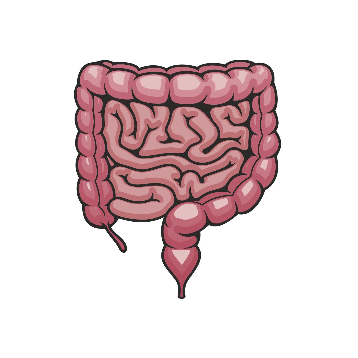 farbliche Illustration eines darms