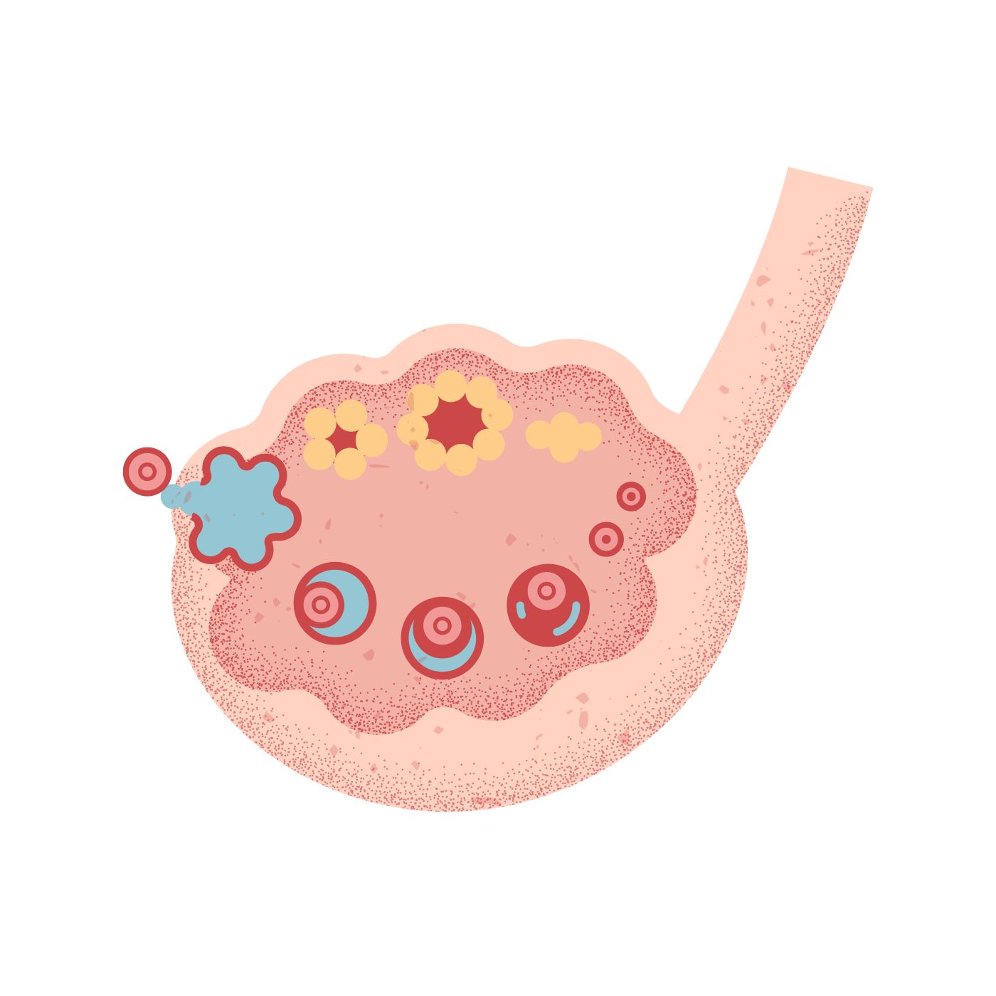 illustration eines eierstockes mit dem entwicklungszyklus einer eizelle
