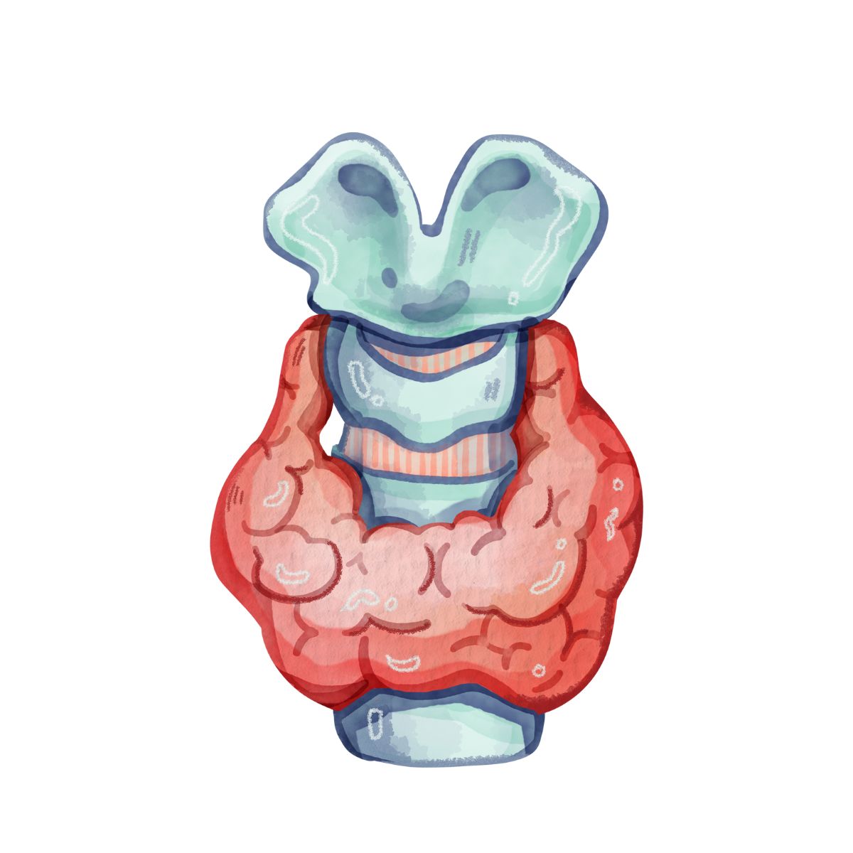 farbliche Illustration einer schilddrüse