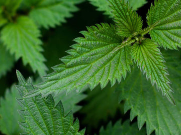 Brennnesselwurzelpulver