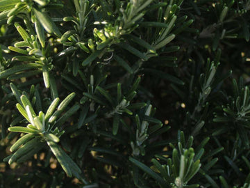 Rosmarinblattextrakt 