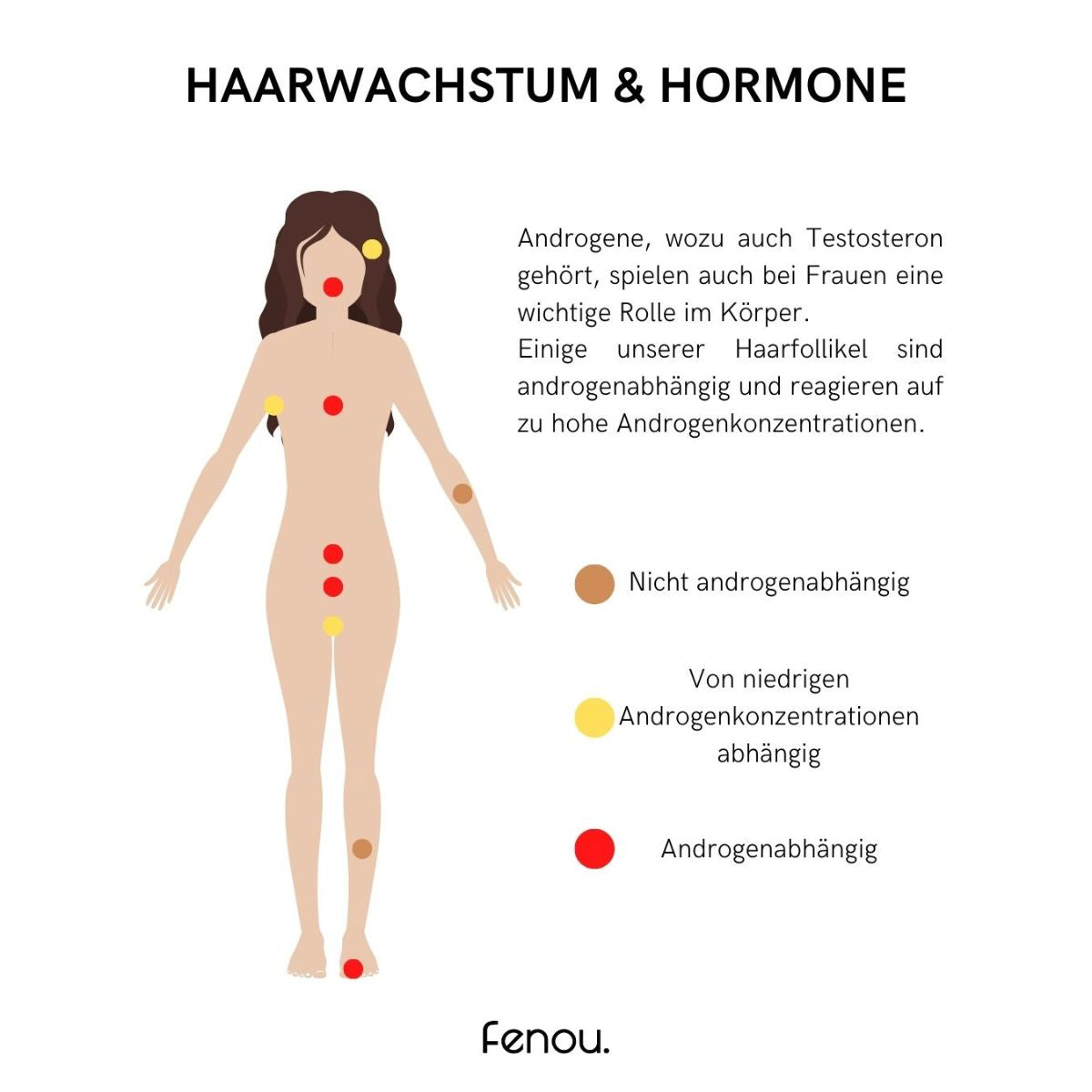 Abbildung der unterschiedlichen Haarfollikeltypen nach Testosteronabhängigkeit, fenou beauty x cycle bei Haarausfall