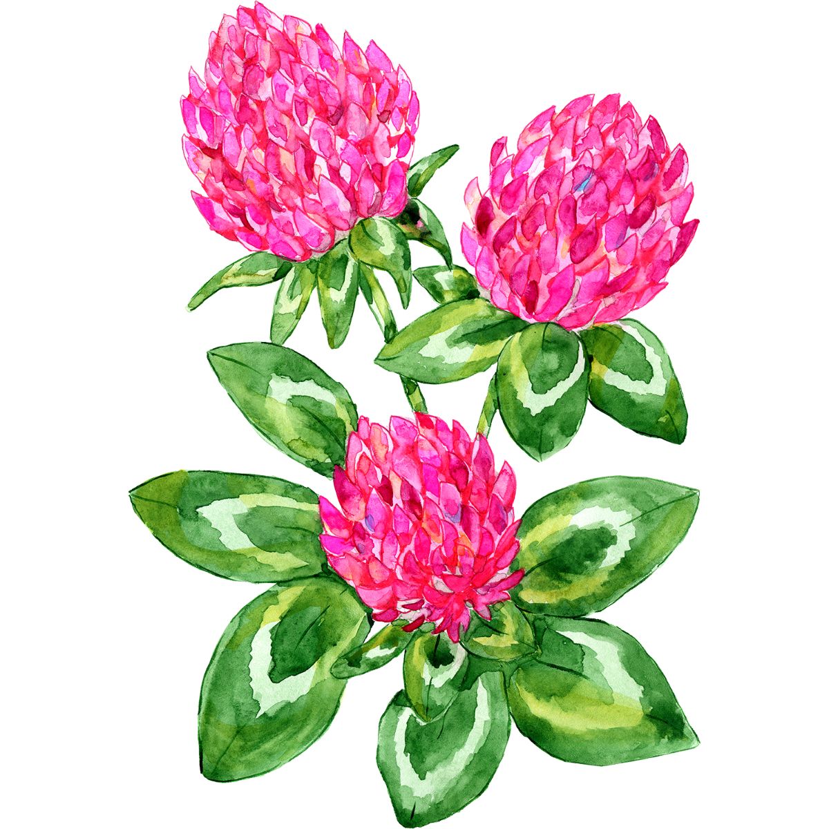 Illustration von Rotklee mit Blüte