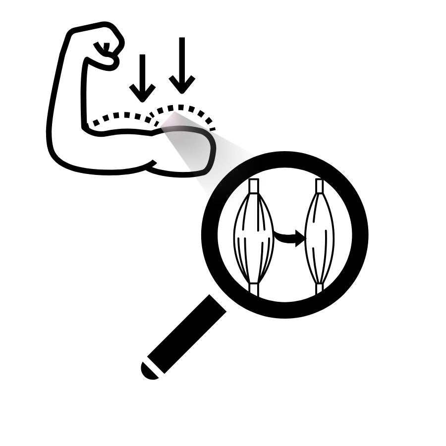 Illustration von Oberarmmuskulatur und Muskelspindeln unter einer Lupe