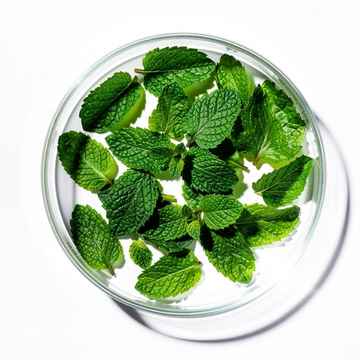 Spearmint-Extrakt